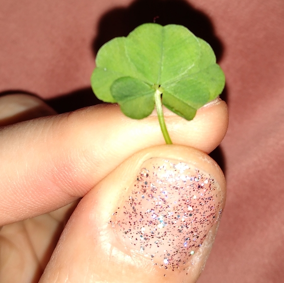 🍀 WILD 5 Five Leaf Clover Rare REAL Just 4U Found 4/23/23 USA yard Lucky Rose - Picture 7 of 17